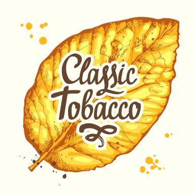 Kurutulmuş tütün sarı yaprak kroki tarzı ile illüstrasyon vektör. Smokeking eski klasik geleneği. Yazı tasarım.