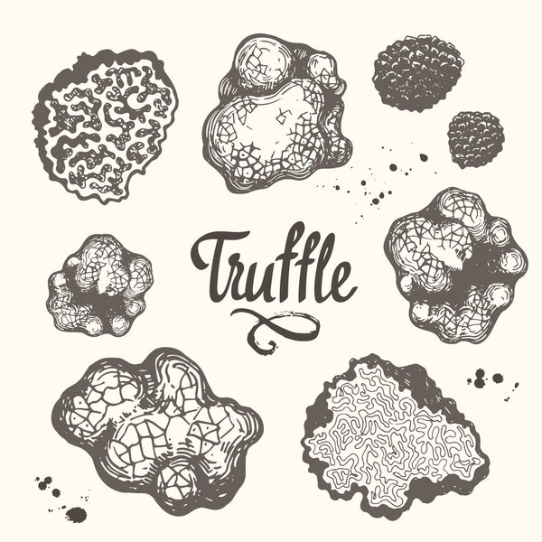 Vector illustration with set of mushrooms in sketch style. Hand-drawn truffle on white background. Delicatessen French mushrooms. Autumn forest harvest.