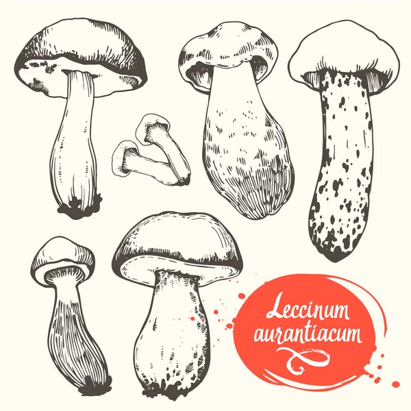 Illustration vectorielle avec ensemble de champignons en style croquis. Léccinum aurantiacum dessiné à la main sur fond blanc. Récolte forestière d'automne . — Image vectorielle