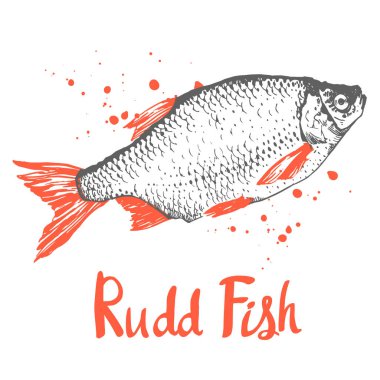 Kroki rudd balık ile çizilmiş vektör çizim ver. Deniz ürünleri yemek listesi. Fırça tasarım öğeleri. El yazısı mürekkep yazı.