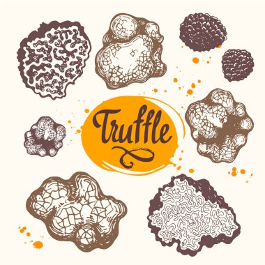 Vektör çizim mantar kroki tarzı dizi. Truffle beyaz zemin üzerine çizilmiş. Fransız Şarküteri. Sonbahar orman hasat.