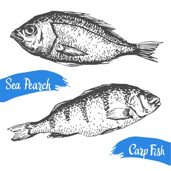 Illustrazione vettoriale disegnata a mano con perno marino e pesce carpa. Mercato. Menù di pesce. Elementi di calligrafia a pennello per il tuo design. Inchiostro scritto a mano . — Vettoriale Stock