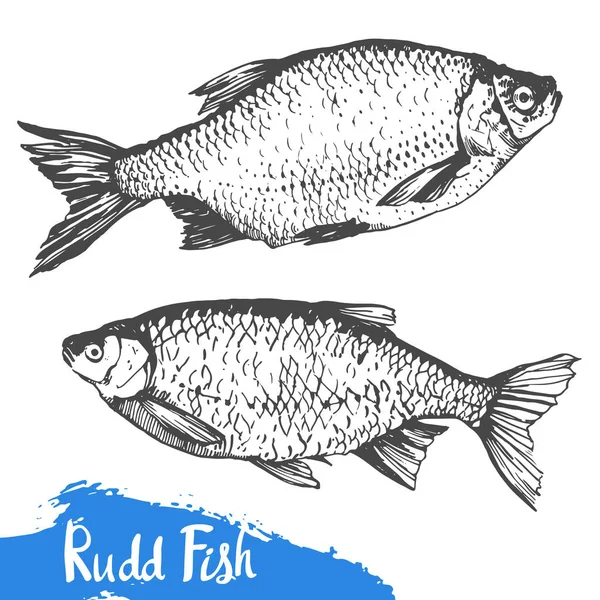 Hand drawn vector illustration with sketch rudd fish. Seafood menu. Brush design elements. Handwritten ink lettering. — Stock Vector