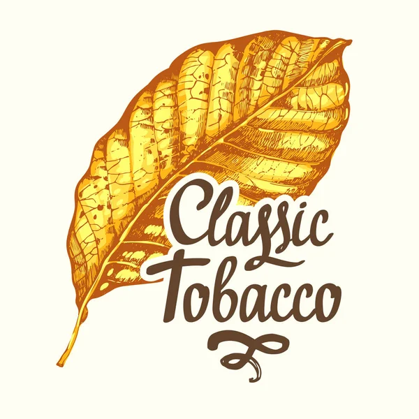 Ilustração vetorial com folha seca amarela do tabaco no estilo do esboço. Antiga tradição clássica de fumar. Desenho de letras . — Vetor de Stock