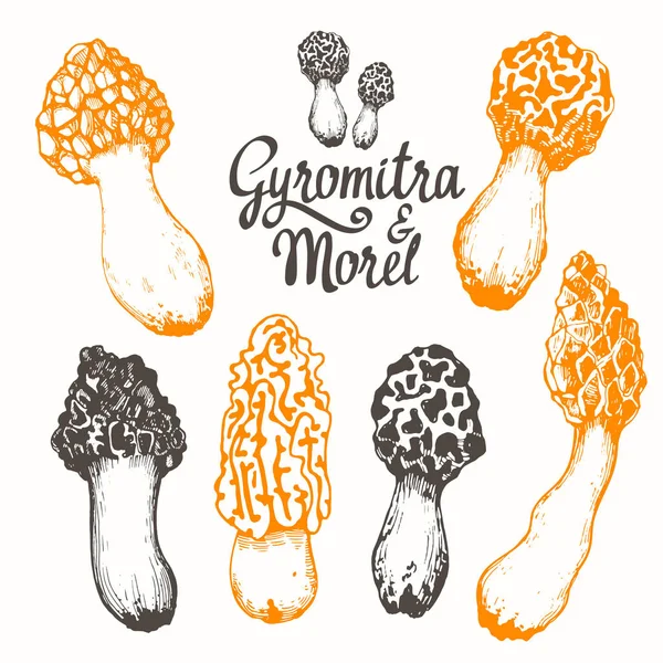 Vektorillustration mit einer Reihe von Pilzen im Skizzenstil. Handgezeichnete Morcheln und Gyromitra auf weißem Hintergrund. Herbsternte im Wald. — Stockvektor