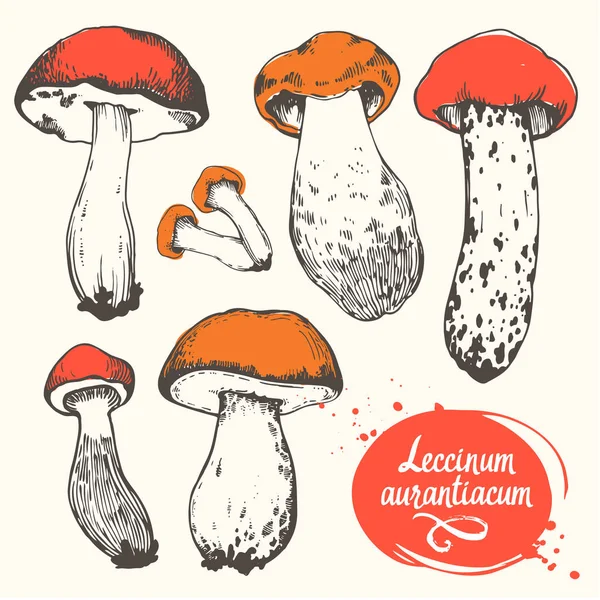Illustration vectorielle avec ensemble de champignons en style croquis. Léccinum aurantiacum dessiné à la main sur fond blanc. Récolte forestière d'automne . — Image vectorielle