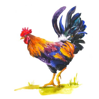 Beyaz arka plan üzerinde çok renkli horoz gerçekçi Illustration. Sulu Boya çizilmiş yerli kuş. Horoz, 2017 Çin yeni yılı. Yılın simgesi poster.