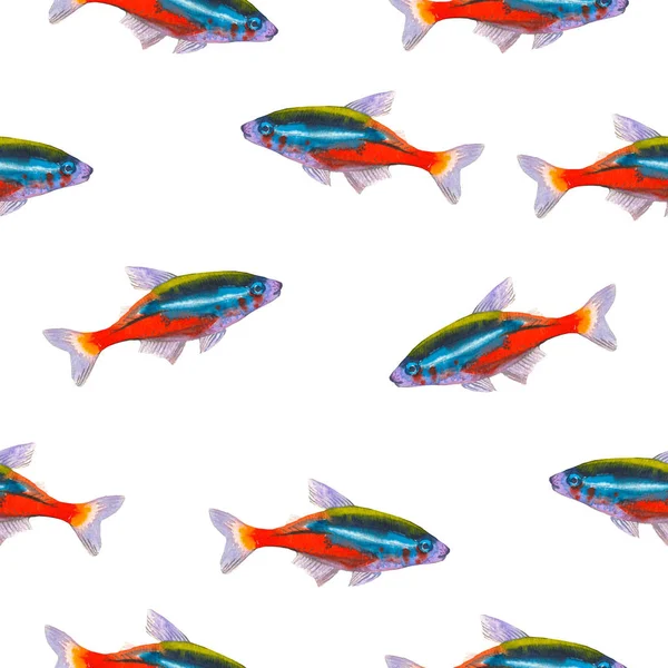 与热带霓虹灯 tetra 的无缝模式。用一只手的水彩插图在白色背景上绘制外来观赏鱼. — 图库照片