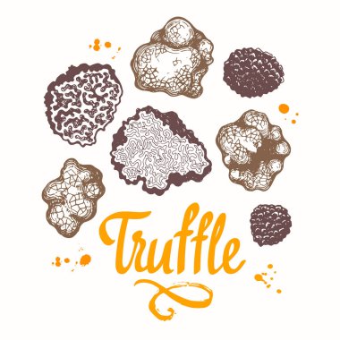 Vektör çizim mantar kroki tarzı dizi. Resimde beyaz zemin üzerine çizilmiş. Fransız Şarküteri. Sonbahar orman hasat.