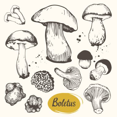 Vektör çizim mantar kroki tarzı dizi. Çizilmiş süt kapaklar, Cantharellus cibarius, illüstrasyon, morel ve beyaz arka plan üzerinde gyromitra. Sonbahar orman hasat.
