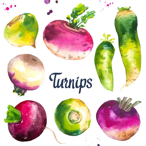 Set con diferentes nabos violetas, verdes y rábano. Comida orgánica fresca. Ilustración de acuarela con pintura vegetal . — Foto de Stock