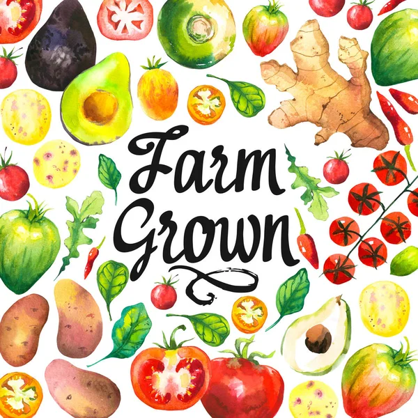 Aquarel illustratie met ronde samenstelling van boerderijgroenten. Set van verschillende groenten: tomaat, aardappel, avocado, gember, peper, rapen, arugula, spinazie. Vers biologisch voedsel. — Stockfoto