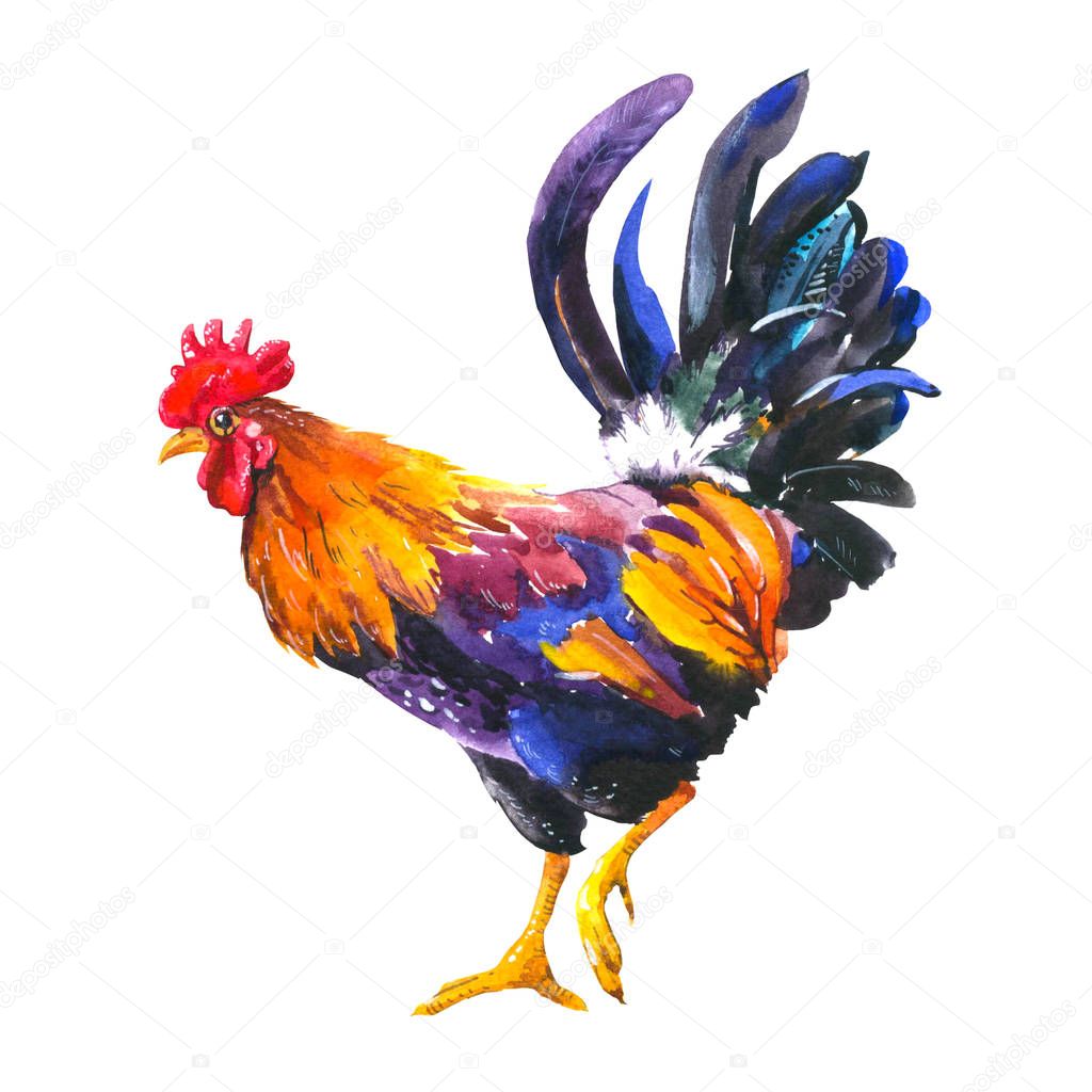 Realistic illustration of multicolor rooster on white background. Watercolor hand-drawn domestic bird. 2017 Chinese New Year of the rooster. Poster with symbol of year.