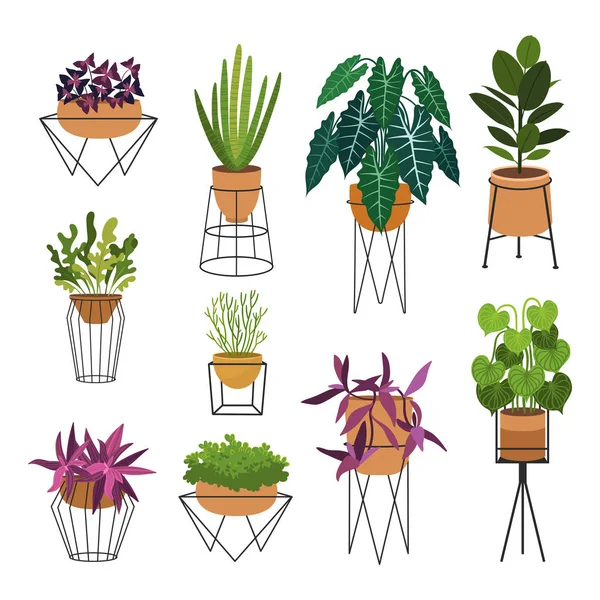 Inomhus växter platt färg illustrationer som. Realistiska krukväxter i beige kruka på metallställningar. Exotiska blommor med stjälkar och blad. Ficus, ormväxt, sansevieria isolerat botaniskt designelement — Stock vektor