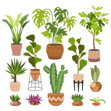 Kapalı alan bitkileri düz renk çizimleri seti. Metal tezgahlarda bej kapta gerçekçi ev bitkileri. Saplı ve yapraklı egzotik çiçekler. Ficus, yılan fabrikası, sansevieria izole botanik tasarım elementi