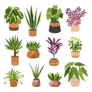Kapalı alan bitkileri düz renk çizimleri seti. Metal tezgahlarda bej kapta gerçekçi ev bitkileri. Saplı ve yapraklı egzotik çiçekler. Ficus, yılan fabrikası, sansevieria izole botanik tasarım elementi