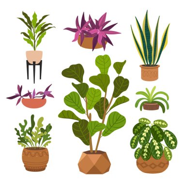Kapalı alan bitkileri düz renk çizimleri seti. Metal tezgahlarda bej kapta gerçekçi ev bitkileri. Saplı ve yapraklı egzotik çiçekler. Ficus, yılan fabrikası, sansevieria izole botanik tasarım elementi