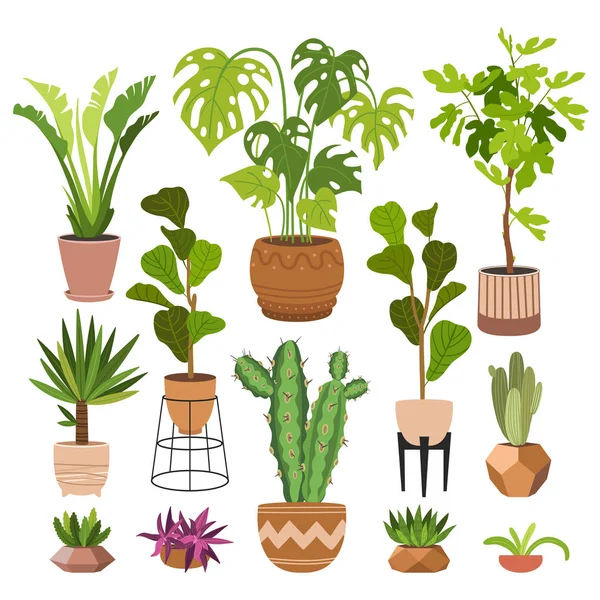 Kapalı alan bitkileri düz renk çizimleri seti. Metal tezgahlarda bej kapta gerçekçi ev bitkileri. Saplı ve yapraklı egzotik çiçekler. Ficus, yılan fabrikası, sansevieria izole botanik tasarım elementi