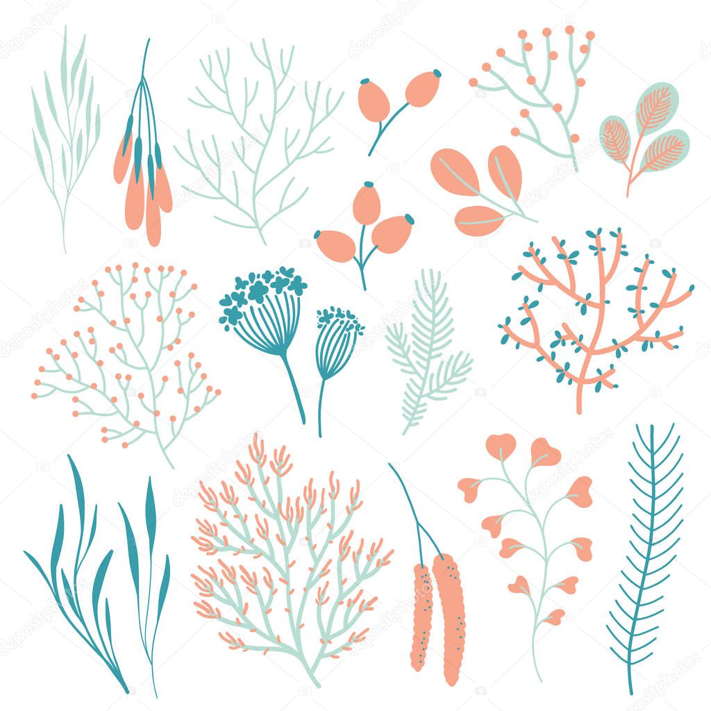 Vector set witn fall plants on white. Floral elements: Branches, leaves, fruits, seeds and berries.. Natural design. Autumn mood.