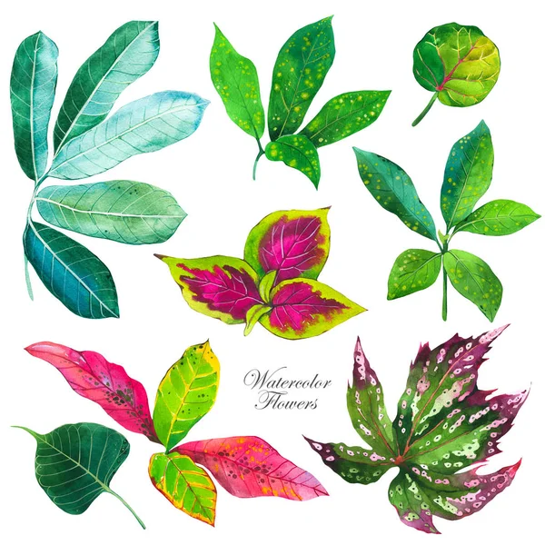 Ilustrasi botani dengan tanaman tropis. Seperangkat warna air daun hijau dari monstera. Lukisan buatan tangan klip cat air yang realistis . — Stok Foto