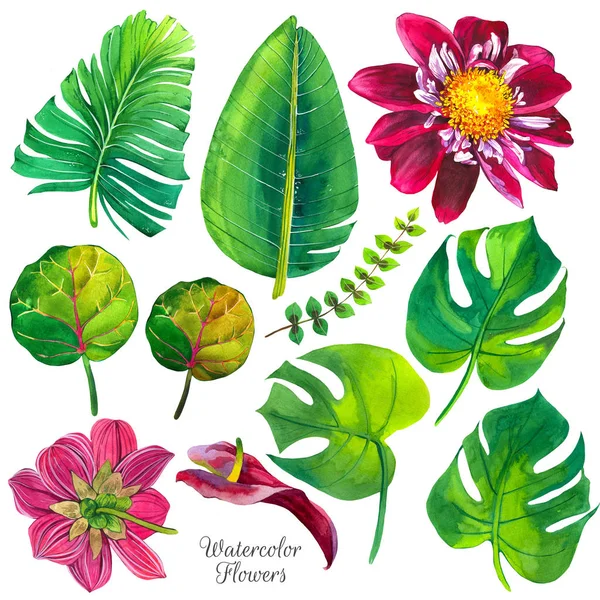 Botanisk illustration med tropiska växter. Akvarell uppsättning av gröna blad och blommor: lilly, dahlia, monstera. Handgjord målning realistisk akvarell cliparts. — Stockfoto