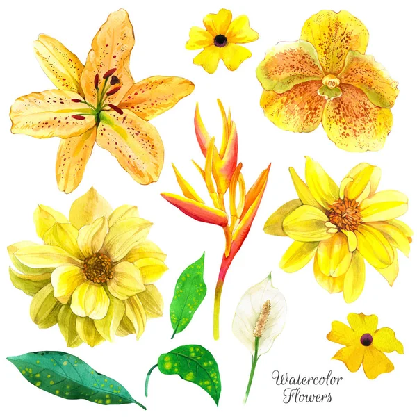 Egzotikus virágok akvarell illusztrációk készlet. Sárga hibiszkusz, orchidea, dália, strelitzia virágos vázlat. Trópusi virágzás, reális akvarell előfizetéseket hagy maga után. Képeslap tervezés — Stock Fotó