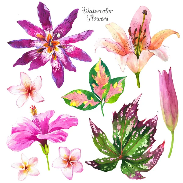 Exotische Blumen Aquarell Illustrationen Set. Hibiskus, Plumeria, Begonie, Lilie, florale Skizze. tropisch realistische Aquarell-Cliparts. Calla Lilie mit Aquarell-Textur. Postkartendesign — Stockfoto