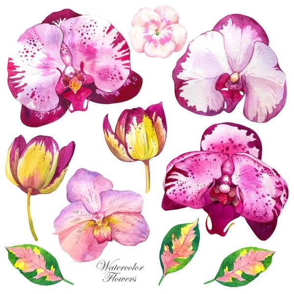 Conjunto de ilustraciones de acuarela de orquídeas. Dibujo floral rosa. Flor exótica, brotes realistas recortadas a mano. Flores tropicales con textura de acuarela. Elementos de diseño aislados postal —  Fotos de Stock