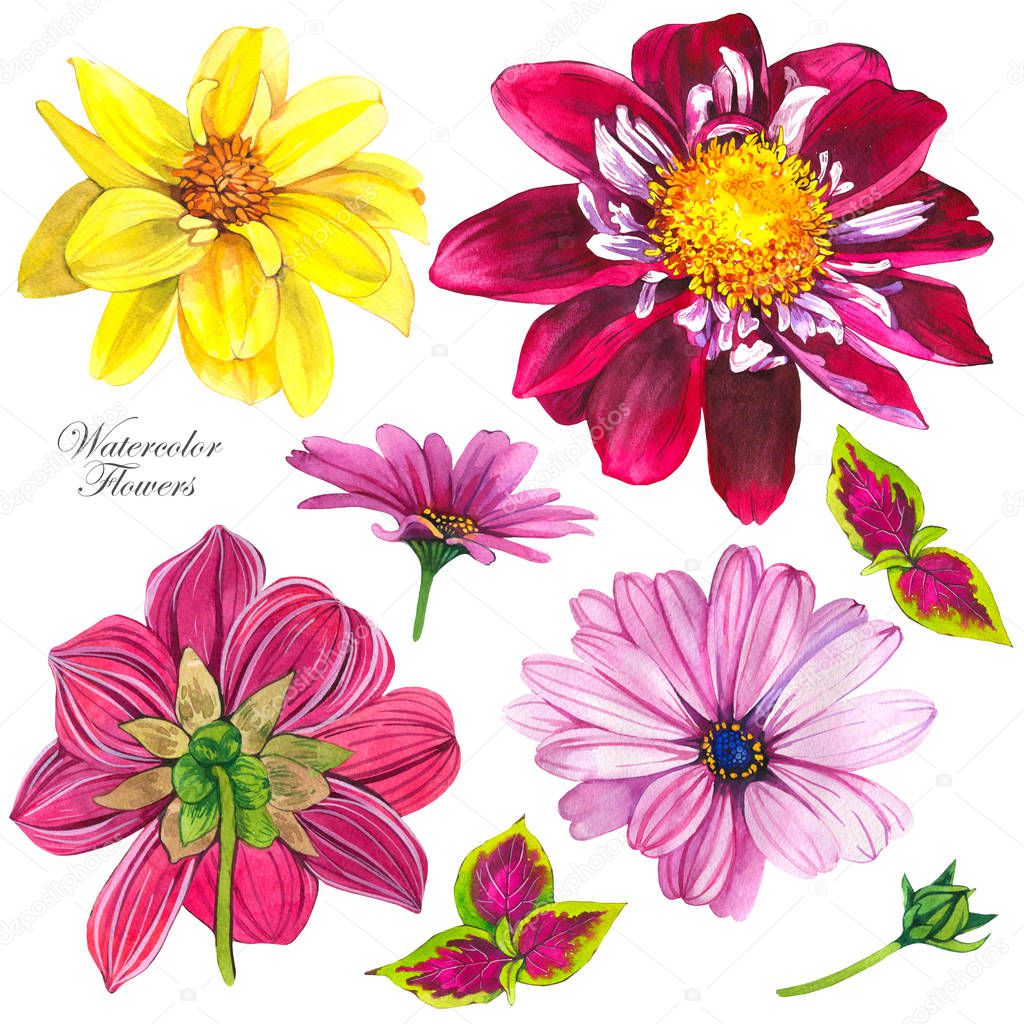Dahlias watercolor illustrations set. Pink and yellow floral sketch. Realistic blossom hand drawn cliparts. Tropical asters aquarelle texture. Greeting card, postcard isolated design elements