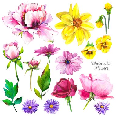 Tropikal bitkilerle botanik çizimi. Yeşil yapraklar ve çiçekler suluboya seti: yıldız çiçeği, şakayık, hanım evladı, gül. El yapımı gerçekçi suluboya tırmanışlar.