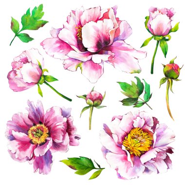 Watercolor with Peonies flowers and bud. Set of spring pink flowers. Collection botanical illustration of realistic plants on white background for your design and decor. clipart