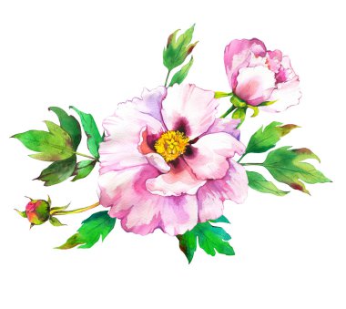 Homoseksüellerle kompozisyon. Suluboya buketi. Beyaz zemin üzerinde çiçekler ve bitkiler olan botanik çizimler.