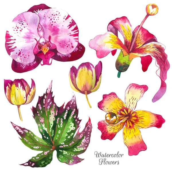 Egzotikus virágok akvarell illusztrációk készlet. Lilly, orchidea, begónia, virágos vázlat. Trópusi virágzás, reális akvarell előfizetéseket hagy maga után. Calla Lily akvarell textúrával. Képeslap tervezés — Stock Fotó