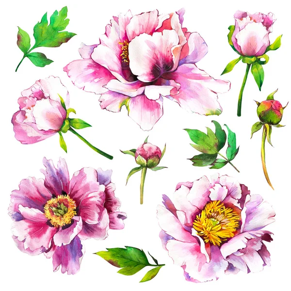 Akwarela z kwiatami i pączkami piwonii. Zestaw wiosennych różowych kwiatów. Kolekcja botaniczna ilustracja realistycznych roślin na białym tle dla Twojego projektu i wystroju. — Zdjęcie stockowe