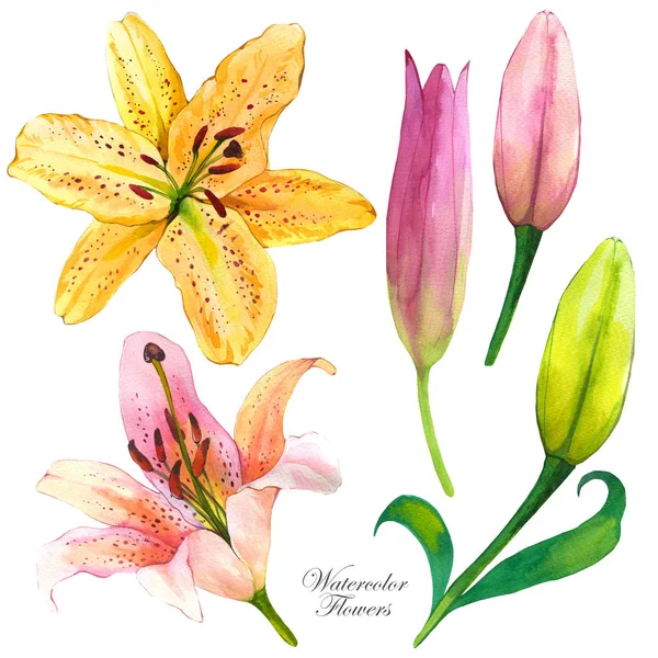Botanikai illusztráció realisztikus trópusi növényekkel és levelekkel. Akvarell gyűjtemény sárga és rózsaszín liliom. Egzotikus rügyek kézzel rajzolt előfizetők. Trópusi virágok. Elszigetelt kialakítás — Stock Fotó