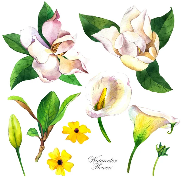 Botanikai illusztráció realisztikus trópusi növényekkel és levelekkel. Akvarell gyűjtemény magnóliák és fehér kála liliom. Egzotikus rügyek kézzel rajzolt előfizetők. Trópusi virágok. Elszigetelt kialakítás — Stock Fotó