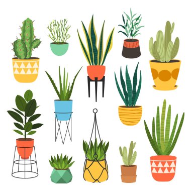 Kapalı alan bitkileri düz renk çizimleri seti. Metal tezgahlarda bej kapta gerçekçi ev bitkileri. Saplı ve yapraklı egzotik çiçekler. Ficus, yılan fabrikası, sansevieria izole botanik tasarım elementi