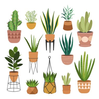 Kapalı alan bitkileri düz renk çizimleri seti. Metal tezgahlarda bej kapta gerçekçi ev bitkileri. Saplı ve yapraklı egzotik çiçekler. Ficus, yılan fabrikası, sansevieria izole botanik tasarım elementi