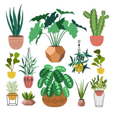 Kapalı alan bitkileri düz renk çizimleri seti. Metal tezgahlarda bej kapta gerçekçi ev bitkileri. Saplı ve yapraklı egzotik çiçekler. Ficus, yılan fabrikası, sansevieria izole botanik tasarım elementi