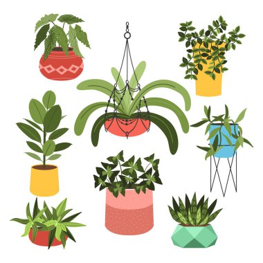 Kapalı alan bitkileri düz renk çizimleri seti. Metal tezgahlarda bej kapta gerçekçi ev bitkileri. Saplı ve yapraklı egzotik çiçekler. Ficus, yılan fabrikası, sansevieria izole botanik tasarım elementi