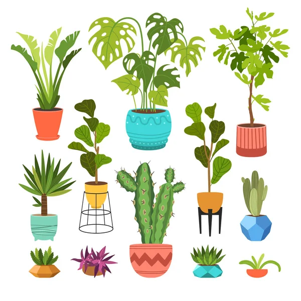 Kapalı alan bitkileri düz renk çizimleri seti. Metal tezgahlarda bej kapta gerçekçi ev bitkileri. Saplı ve yapraklı egzotik çiçekler. Ficus, yılan fabrikası, sansevieria izole botanik tasarım elementi