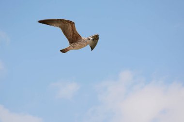  Karadeniz uçan martı