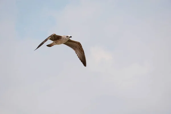 Karadeniz uçan martı