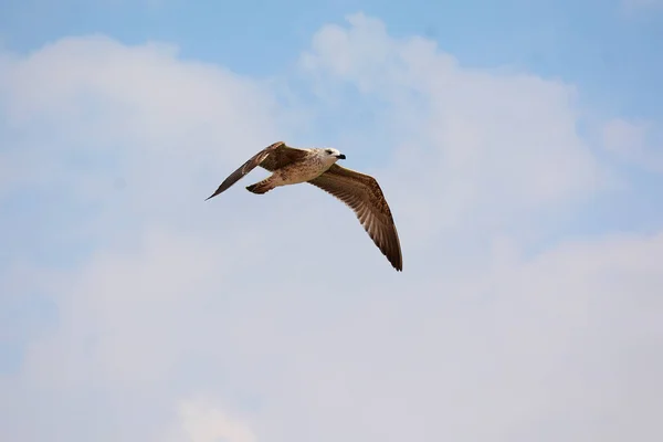  Karadeniz uçan martı