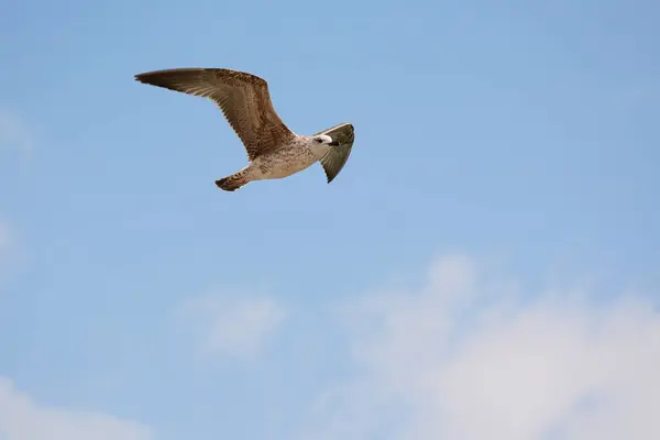  Karadeniz uçan martı