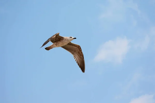  Karadeniz uçan martı