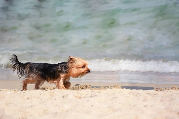 Yorkshire Terrier köpek sahilde