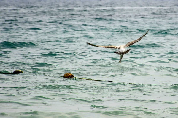 Seagull with fish — Stock Photo, Image