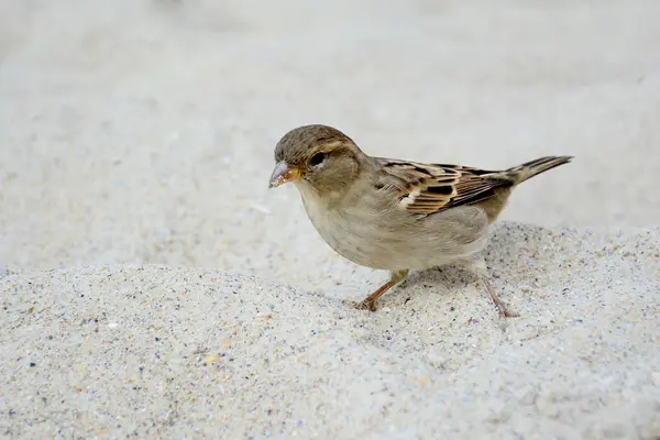 Kleiner Sperling am Strand bittet um Futter — Stockfoto