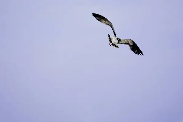  Karadeniz uçan martı